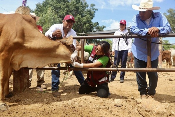 Exhorta Sefader a notificar cualquier sospecha del gusano barrenador del ganado en Oaxaca