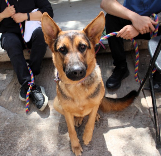 ESTERILIZAR A TU MASCOTA ES UNA MANERA DE PROTEGER SU SALUD