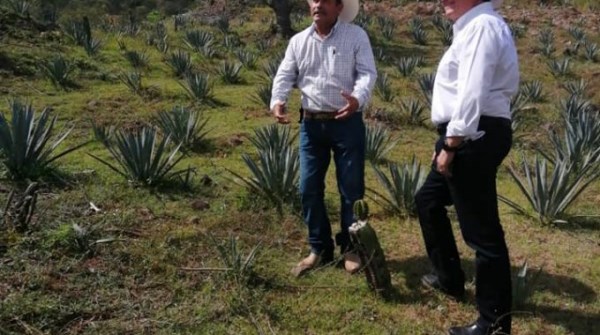 impulsan proyectos agroforestal con plantaciones de agave y pitaya