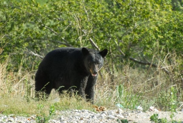 “Situación actual del oso negro