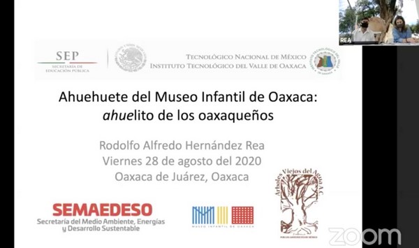 ·         Este ejemplar, ubicado en el Museo Infantil de Oaxaca, cuenta con el registro AHNE-IEEO-016 como uno de los árboles notables de la entidad