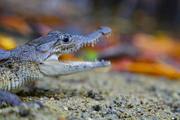    Especialista en anfibios y reptiles, expondrá los esfuerzos de conservación