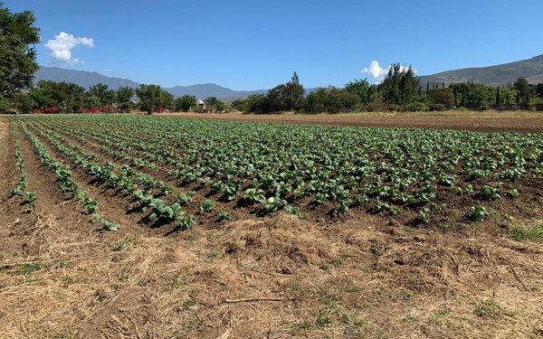    Atiende protocolos sanitarios emitidos por los Servicios de Salud de Oaxaca