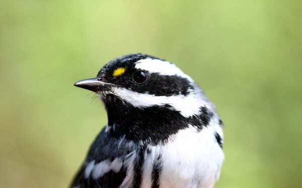 ¡Canta, vuela y elévate como las aves
