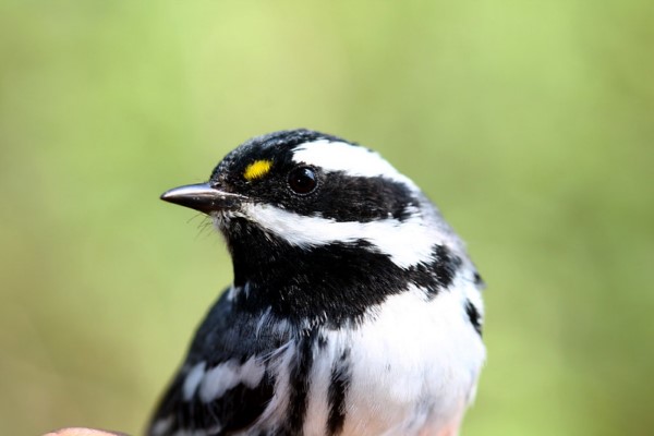 ¡Canta, vuela y elévate como las aves