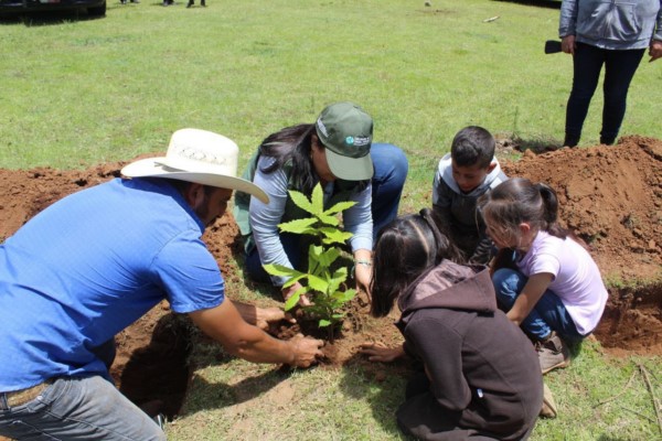 e se plantarán alrededor de 2 millones 500 mil árboles en las ocho eco-regiones de la entidad.