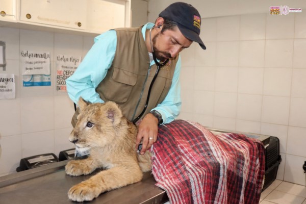 El tigre, el león y el jaguar estarán en cuarentena