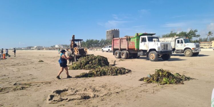 CONTRIBUYE TURISMO CON MAQUINARIA PARA LIMPIEZA DE LIRIO EN PLAYA MIRAMAR