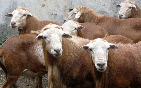 Abre Secretaría de Desarrollo Rural convocatoria para la adquisición de sementales ovinos de registro