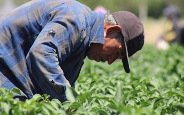 Invita SDR a participar en la convocatoria para adquirir semilla de pradera